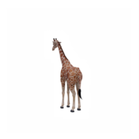 3d giraffa isolato png