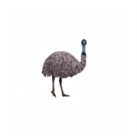 3d Emu isolated png