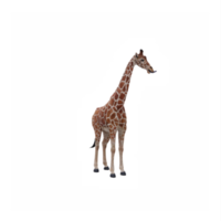 3d girafa isolado png