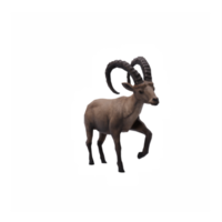 3d ibex isolé png