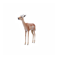 3d Impala isolated png