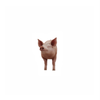 3d cute pig isolated png