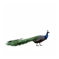 3d PeaFowl isolated png