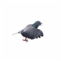 3d Pombo isolado png