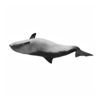 3d focena delfino isolato png