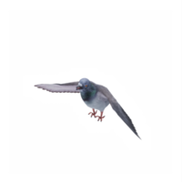 3d Taube isoliert png