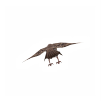 fliegend Spatz isoliert png