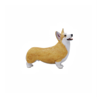 en pembroke welsh corgi hund full kropp png