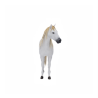 branco cavalo isolado png