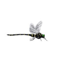 3d Dragonfly isolated png