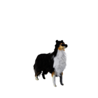 Sheltie chien animal de compagnie png