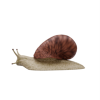 3d slak geïsoleerd png