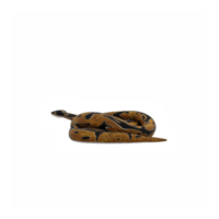 3d Burmese Python png