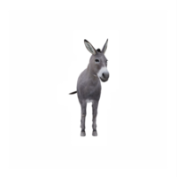 3d Burro aislado png