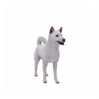 3d jindo cane png