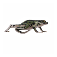 3d Frog isolated png