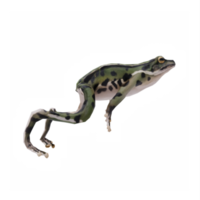 3d rana aislado png