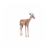 3d Impala isolated png