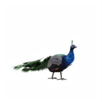 3d pauw geïsoleerd png