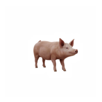 3d cute pig isolated png