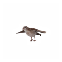 flying Sparrow isolated png