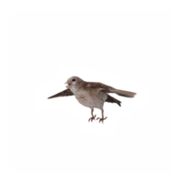 en volant moineau isolé png