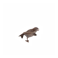 volador gorrión aislado png