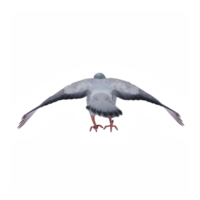 3d Pombo isolado png