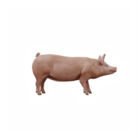 3d linda cerdo aislado png