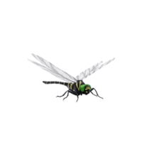 3d Dragonfly isolated png