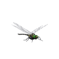 3d libellula isolato png