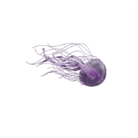 3d jellyfish isolated png