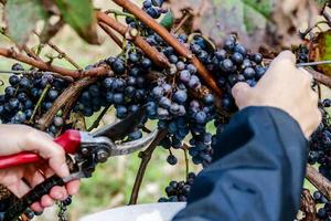 Red wine grapes photo