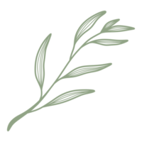 Line Art Leaf png