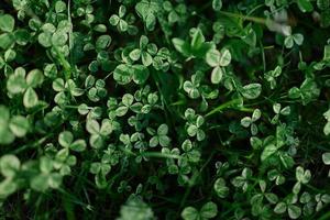 Fresh green leaves of clover grass and micro clover for lawn in the rays of summer sunlight, landscape design of a modern land plot photo