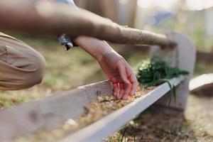 un mujer trabajos en un granja y alimenta su pollos con sano alimento, poniendo joven, orgánico césped y compuesto alimentar dentro su alimentadores por mano a alimentar ellos foto