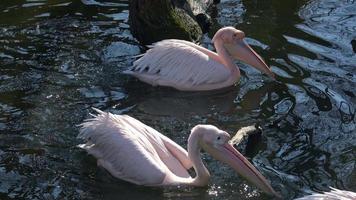 uma Rosa pelicano nada em a lago. ampla aves aquáticas video