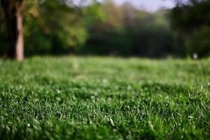 Fresco verde césped en un alpino prado en luz de sol foto