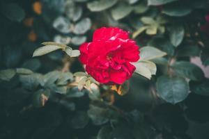 rojo Rosa en el arbusto en contra un oscuro antecedentes en el jardín foto