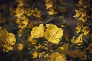 amarillo flores en el jardín en un calentar verano día foto