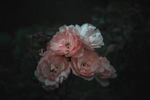 pink rose on the bush against a dark background in the garden photo