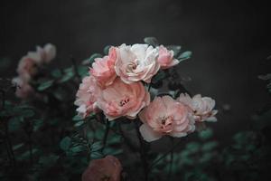 pink rose on the bush against a dark background in the garden photo