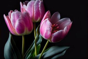 pink tulips spring flower black background image photo