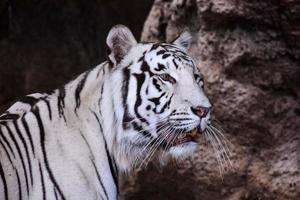 White tiger in the zoo photo