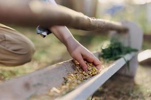 un mujer trabajos en un granja y alimenta su pollos con sano alimento, poniendo joven, orgánico césped y compuesto alimentar dentro su alimentadores por mano a alimentar ellos foto