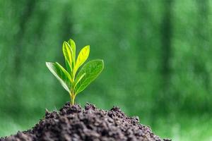 Small tree growing on soil in garden in green blur nature background, earth day or world environment day concept. Green world and sustainable conservation of forest resources. photo