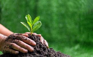 personas son proteger pequeño plantas por mano en verde difuminar naturaleza fondo, tierra día o mundo ambiente día concepto. verde mundo y sostenible conservación de bosque recursos. foto