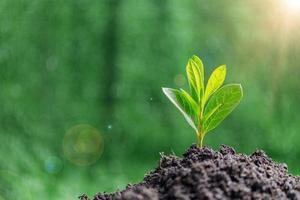 Small tree growing on soil in garden in green blur nature background, earth day or world environment day concept. Green world and sustainable conservation of forest resources. photo