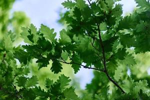 verde Fresco hojas en el ramas de un roble cerca arriba en contra el cielo en luz de sol. cuidado para naturaleza y ecología, el respeto para el tierra foto