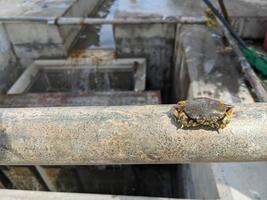 Little crab got trap on trash bucket when cleaning seawater pump. The photo is suitable to use for animal conservation poster, nature content media and industry background.